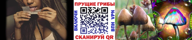 Галлюциногенные грибы Psilocybe  Ряжск 